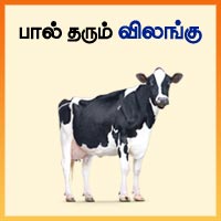 பாடங்கள்
