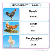 பாடங்கள்