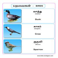 பாடங்கள்